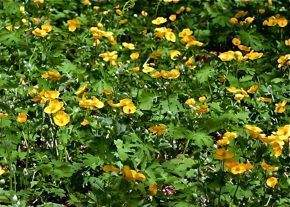 Wood Poppy